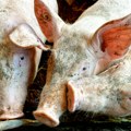 Prodavali svinje iz zaraženih područja