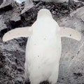 VIDEO: Na Antarktiku snimljen redak beli pingvin
