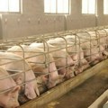 U opštini Bratunac potvrđeno prisustvo virusa afričke kuge svinja