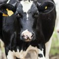 Naloženo uništenje 698 kilograma goveđeg mesa bez dokumentacije u klanici u Aleksandrovcu