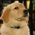 Pet najpametnijih rasa pasa na svetu: Iza izgleda se krije izuzetna inteligencija