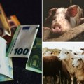 Kupovina prasadi sve skuplja u srednjebanatskom okrugu cene najviše, pad prodajne cene jagnjadi u Loznici