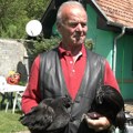 Svako pero zlata vredi: Mujo gaji najskuplje kokoške na svetu - "Cena me ne zanima"