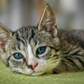 Veterinarke otkrivaju da li mačka brzo zaboravlja vlasnika
