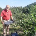 Kilogram srpskog "plavog zlata" dostiže i 1.000 dinara: Momčilo rasprodao ceo rod, pa objasnio kako bez herbicida, pesticida i…