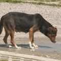 Kreni-Promeni: Masovno trovanje životinja u Svilajncu