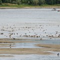 Pronađena minobacačka granata na Dunavu kod Petrovaradina
