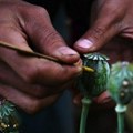 Narkotici: Pet razloga zašto je Mjanmar postao najveći svetski proizvođač opijuma