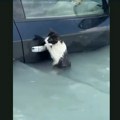 Dirljiv snimak: Preplašena mačka je poslednjim atomima snage pokušavala da se izvuče iz poplave u Dubaiju, a onda joj je…