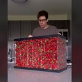 Momak protiv jagoda: Snimao se kako 12 sati jede ove voćkica iz dupke punog akvarijuma, a niko mu ne veruje zbog jednog…