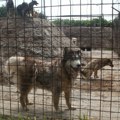 Horor u azilu u velikom gradištu! Kako je jedan volonter doprineo smrti 120 pasa, saznajte sve detalje!