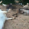Šta se ovo dešava na Svilaji? Misteriozni pomor stoke - "Za deset dana ostao sam bez 11 krava!"