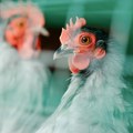 "Znali smo da se rizik povećava...": Čak 71.000 živine će biti eutanazirana