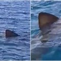 Kraj broda izronila grdosija od 8 metara! Zvonko oči u oči sa čudovištem: "Video sam je kako otvara svoja gigantska usta…