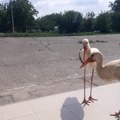 Da li rode, koje su tu prvi put svile gnezda, nagoveštavaju više dece u Dedini kod Kruševca?
