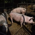 Alarmantni podaci u Srbiji - Afrička kuga širi se Mačvom: Još 500 svinja biće eutanazirano kod Sremske Mitrovice, bolest…