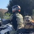 Bajker sa psom na motoru oduševio Beograđane,a svi mu pišu da je genijalac zbog onoga što je uradio (Video)