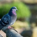 Oslobođen golub optužen za špijunažu: Policija zbog misteriozne poruke sumnjala da je poslat iz Kine! Držali ga zatočenog…