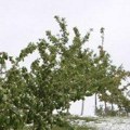Sneg na Fruškoj gori ne smeta voću Ne očekuju se štete u voćnjacima