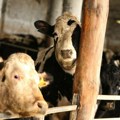 Više stotina aktivista za zaštitu životinja blokiralo šest klanica u Francuskoj i Holandiji! Kako kažu, cilj je da "stanu…