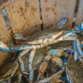 Invazivna vrsta pustoši Jadran, naučnici se uzdaju u drugog predatora: Više od 80.000 jedinki uzgojeno u laboratoriji i…