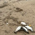 U Urugvaju pronađeno oko 2.000 uginulih pingvina