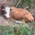 Nesvakidašnja intervencija vatrogasaca u Banjaluci: Krava se zaglavila u rupi
