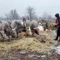 Evakuacija zarobljenih konja i krava sa Krčedinske ade se nastavlja sutra