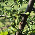U ovim mestima u Srbiji voćnaci stradali od mraza: Najviše pogođene ove sorte, na pojedinim mestima uništen plod