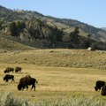 Hapšenje u parku Jeloustoun: Muškarac se povredio nakon šutiranja bizona