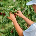 Stižu trešnje bez ostataka pesticida