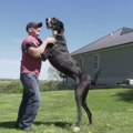 Uginuo je najviši pas na svetu samo tri dana nakon što je postavio ovaj rekord
