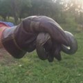 Ovde je pronađeno leglo zmija: Ova vrsta je zakonom zaštićena u Srbiji, nikako ih ne ubijajte