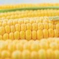 Упркос суши кукуруза довољно и за извоз