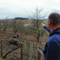 Važno upozorenje ministarstva poljoprivrede: Afrička kuga svinja potvrđena, tri jagodinska sela pod blokadom