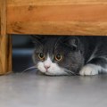 Mačka se krije čim vam neko dođe? Razlog bi vas mogao iznenaditi