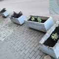 Čitaoci javljaju: Žardinjere očišćene i posađeno cveće, nakon objave na JUGpressu