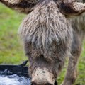 Prskalice sa vodom i pun bazen: Kako životinje u Jagodinskom zoo-vrtu podnose vrućine