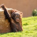 Bebe orangutani pronađene u šumi u Indiji, pokrenuta istraga o krijumčarenju