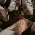 Direktorat zatražio pomoć od Međunarodne agencije za atomsku energiju za brzu dijagnostiku afričke kuge svinja