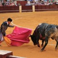 Španija se sve više odriče borbi s bikovima: Ukinuta novčana nagrada za toreadore