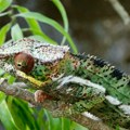 Turisti na Madagaskaru otkrili sićušnog kameleona, do sada nepoznatog nauci /foto/