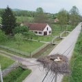Nesvakidašnja ljubav između čoveka i rode kod Kraljeva: Radoš svaki dan brine o njima: "Ako nemam ništa, ide za mnom do…