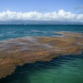Invazivne alge preplavile plaže Španije: Ekološka katastrofa na jugu Iberijskog poluostrva
