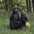 "Ene, Bože sačuvaj" snimak užičanina gleda se netremice: Kruškama sladio mečku i meče pored puta i mnogi su ga zbog toga…
