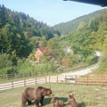 Fotografija dana: Porodica medveda uživa na Goču