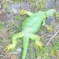 VIDEO: Iguane zbog hladnoće padaju sa drveća na Floridi