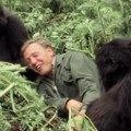 CNN: Film Dejvida Atenboroa o gorilama ukazuje na uspeh očuvanja vrste