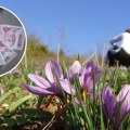 Zarada i do 2.000 evra mesečno: Ovo je 6 najplaćenijih sezonskih poslova u Srbiji