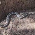 Najjača zmija otrovnica u Evropi snimljena na Zlatiboru: ženka je! Ovo su detalji